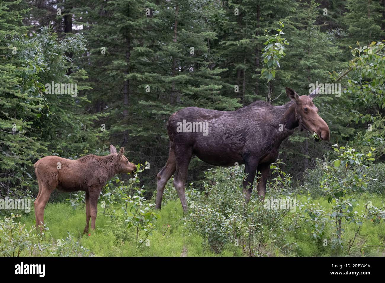 Female Moose & her calf graze along the side of the road at  Maligne Lake, Jasper, Jasper National Park Canada Stock Photo