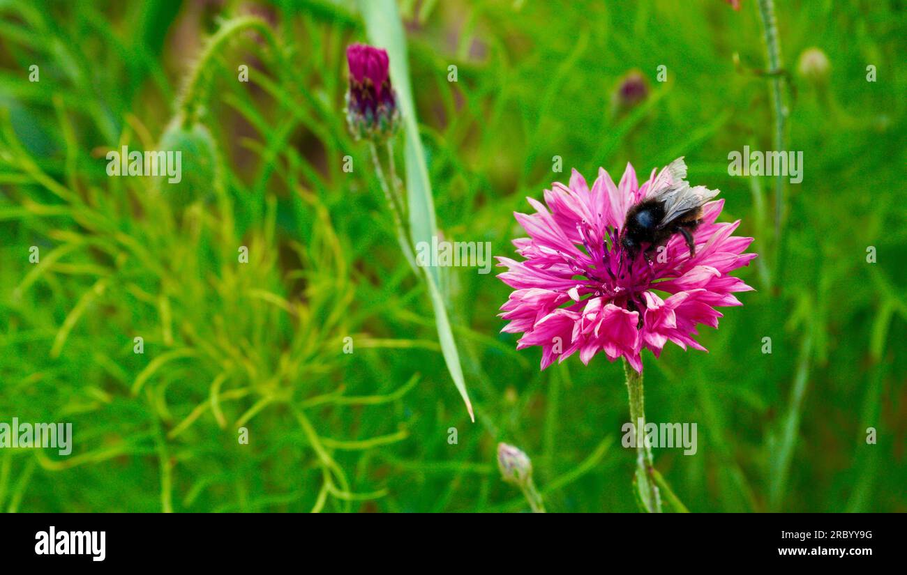 Pink and Purple Centaurea Cyanus, flowers from the cornflower family