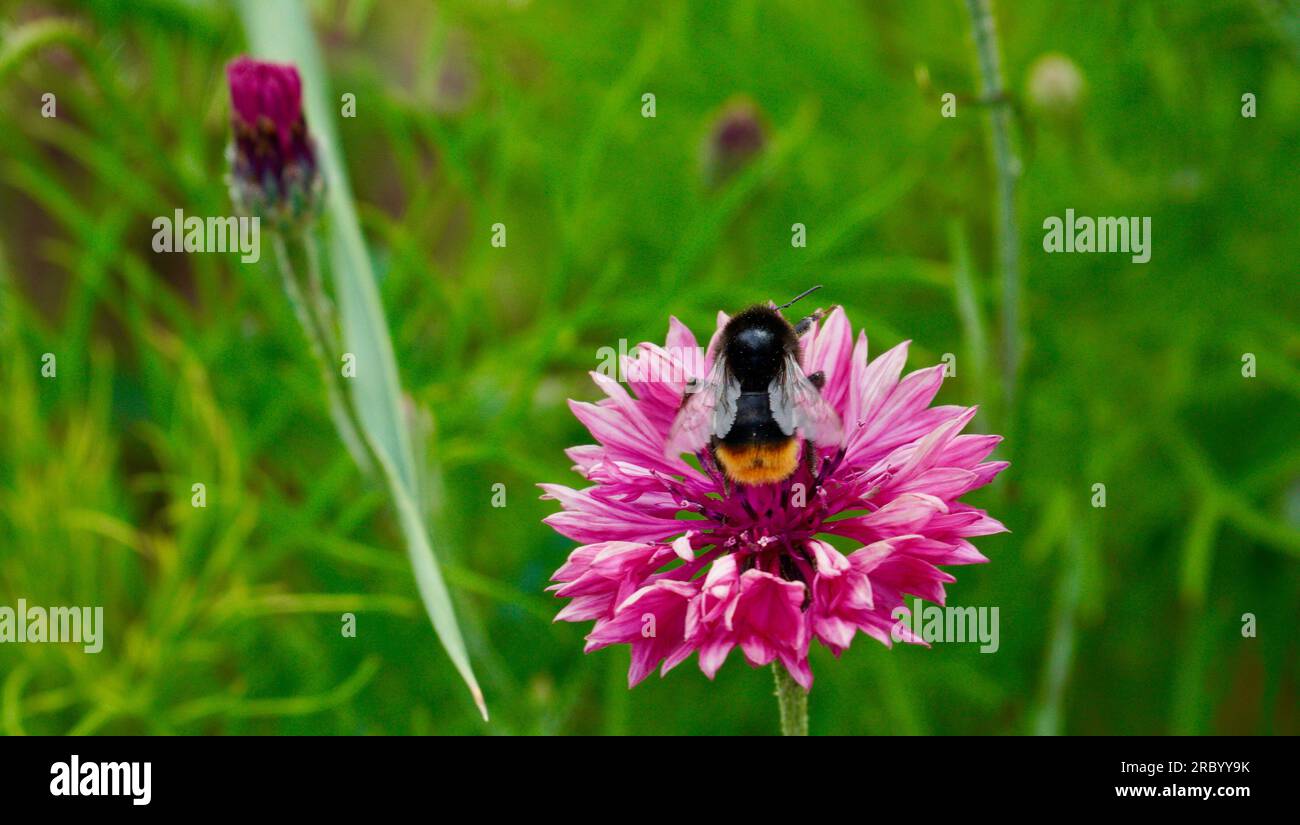 Pink and Purple Centaurea Cyanus, flowers from the cornflower family