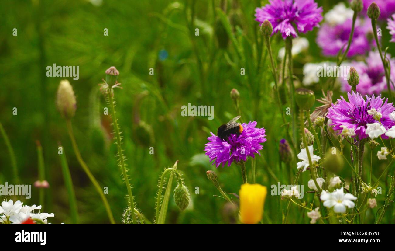 Pink and Purple Centaurea Cyanus, flowers from the cornflower family