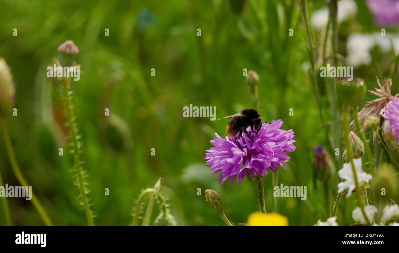Pink and Purple Centaurea Cyanus, flowers from the cornflower family