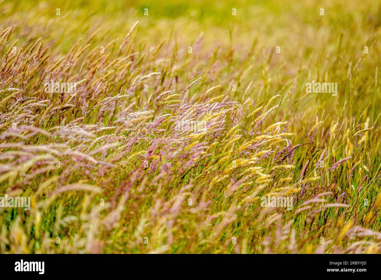 Grasses blowing in the wind, Pembrokeshire, Wales Stock Photo