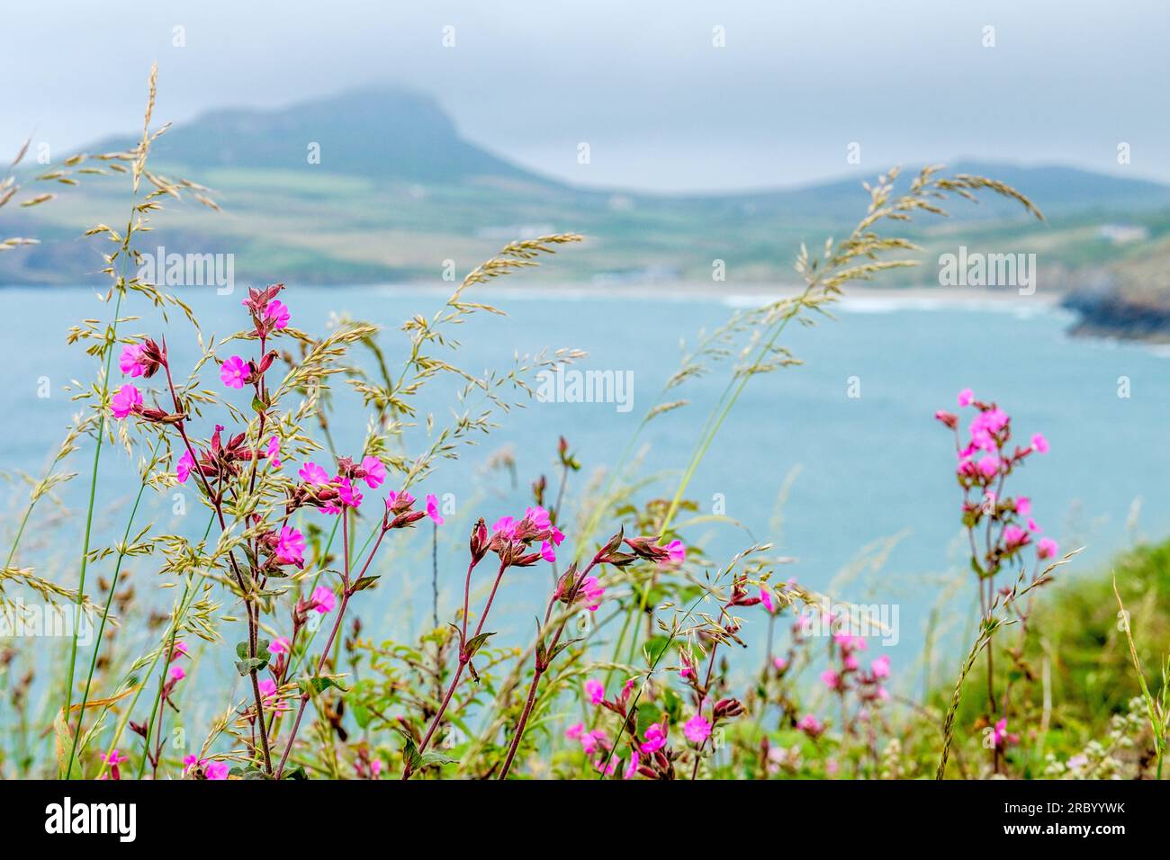 Wild flowers on the Pembrokeshire Coast near Whitesands Bay, West Wales Stock Photo