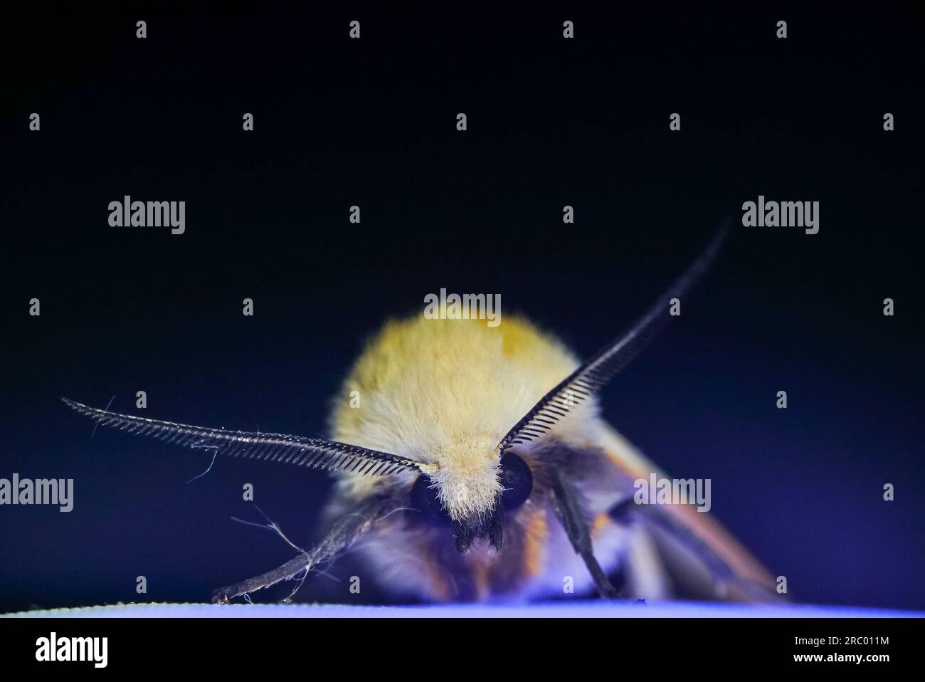 Spilosoma Luteum Moth Covered in Dust on Neon Textile Stock Photo Alamy