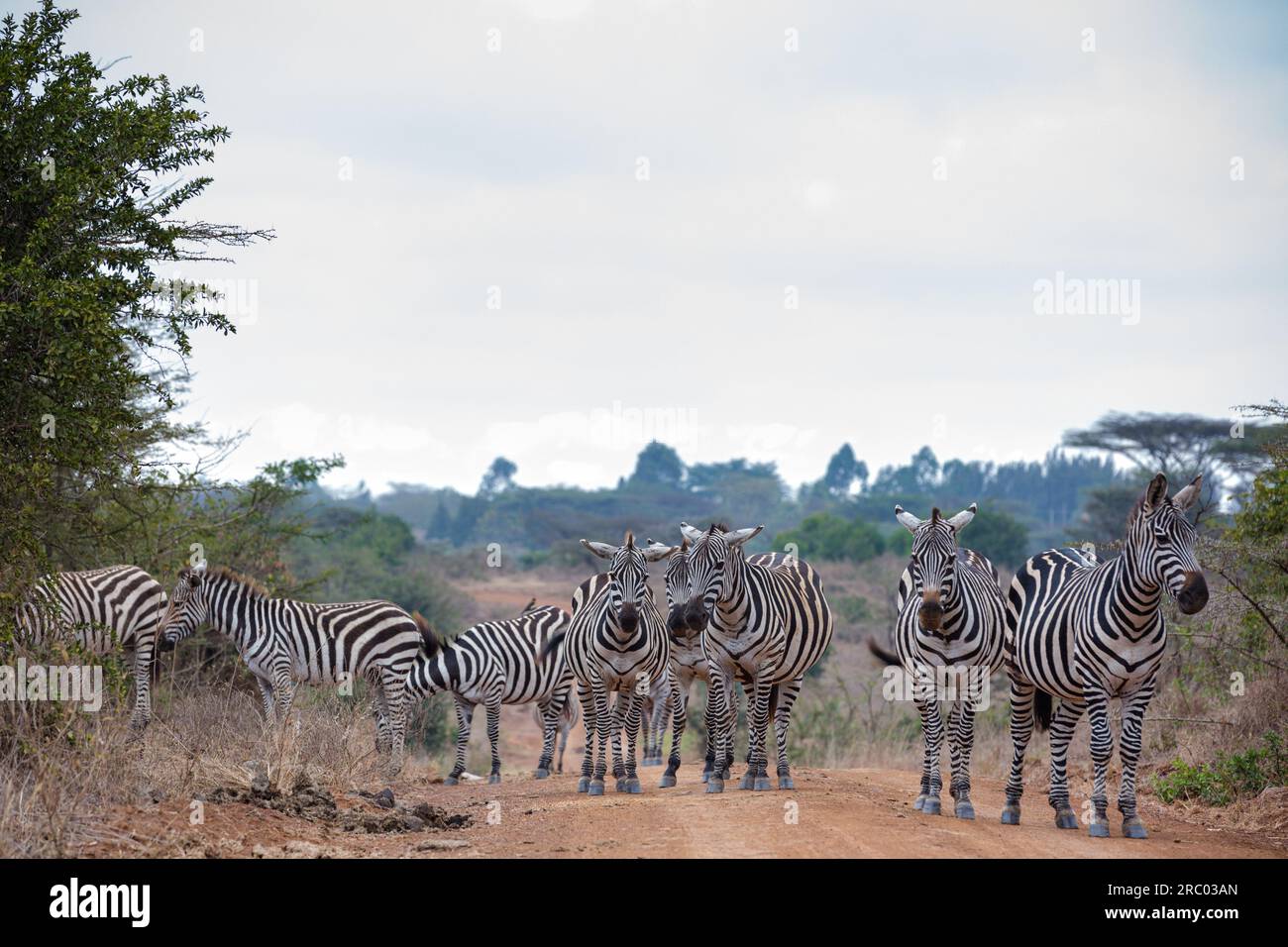 Zebras Wildlife Animals Grazing Savannah Grasslands At The Nairobi National Park In Kenya Capital In Nairobi City County Kenya East Africa Stock Photo