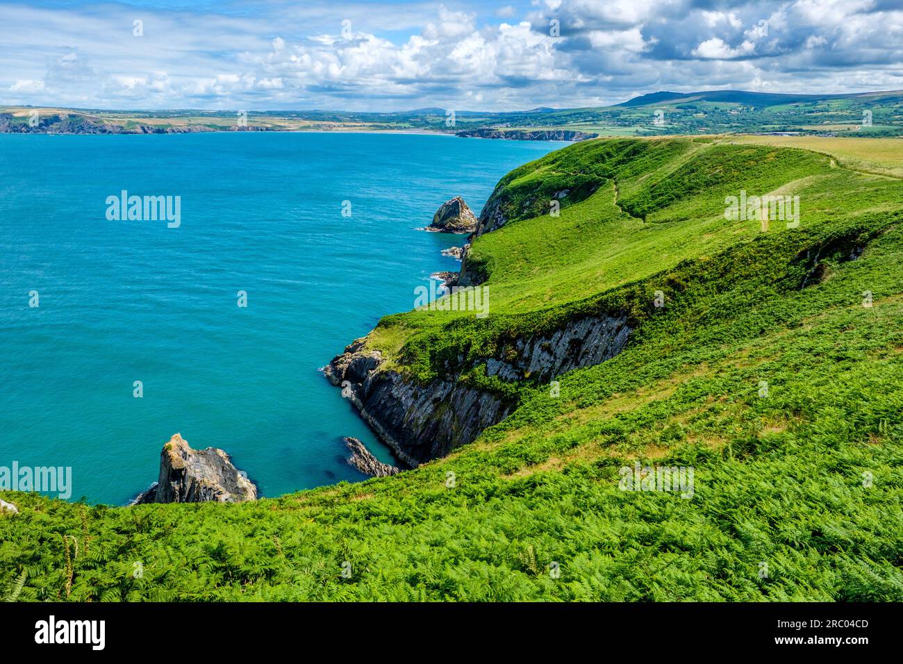 The Pembrokeshire Coast at Dinas Head with Carn Ingli and Newport in the distance, Wales, UK Stock Photo