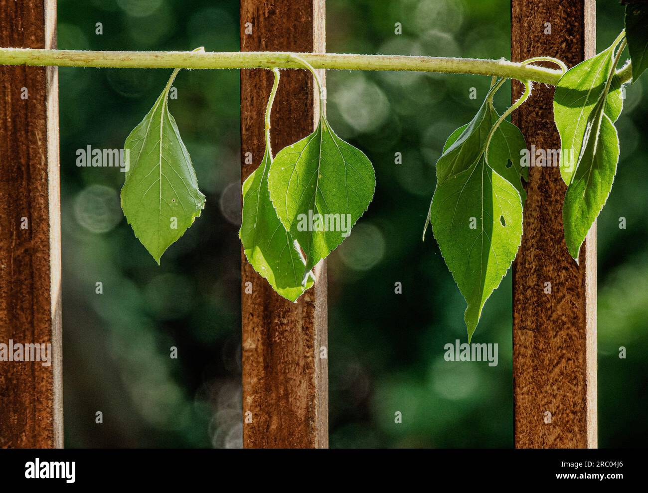 Stem of a Sunflower bent over Stock Photo Alamy
