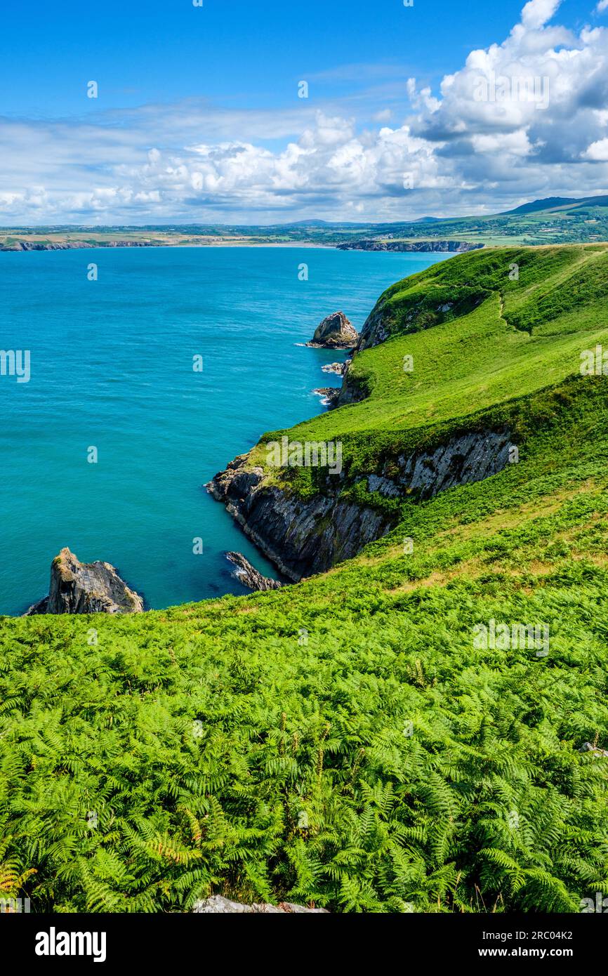 The Pembrokeshire Coast at Dinas Head with Carn Ingli and Newport in the distance, Wales, UK Stock Photo