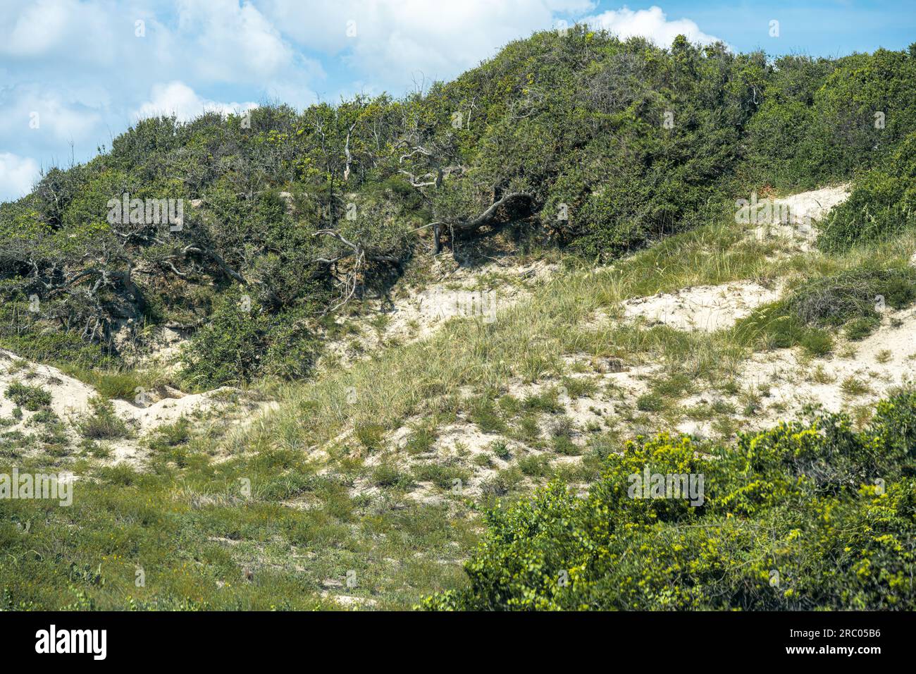 Florida dune system hires stock photography and images Alamy