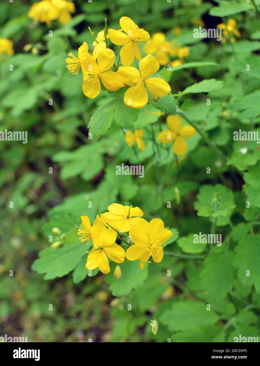 Chelidonium majus with leaves and yellow flowers, growing in the wild Stock Photo