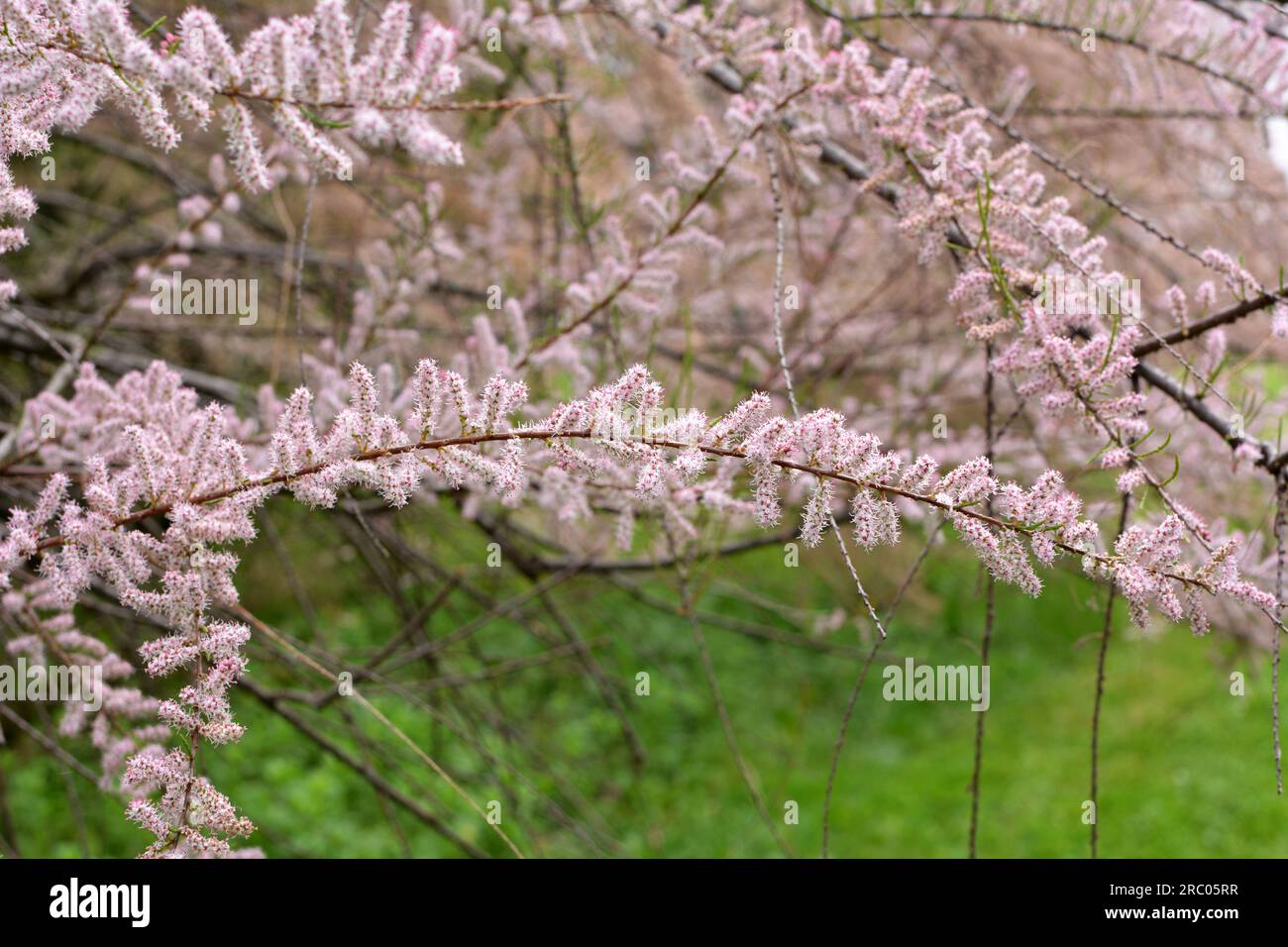 In spring, the ornamental plant tamarix grows in nature Stock Photo