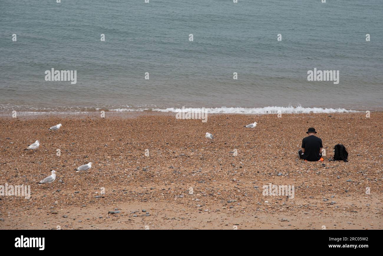 Sea gulls pebble hi-res stock photography and images - Alamy