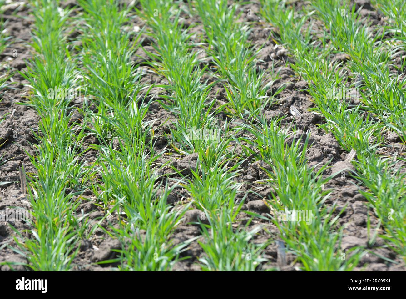 Breeding winter wheat hi-res stock photography and images - Alamy