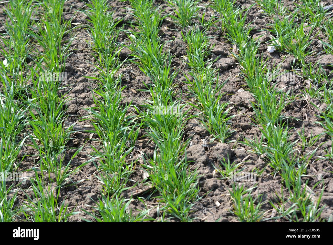Breeding winter wheat hi-res stock photography and images - Alamy