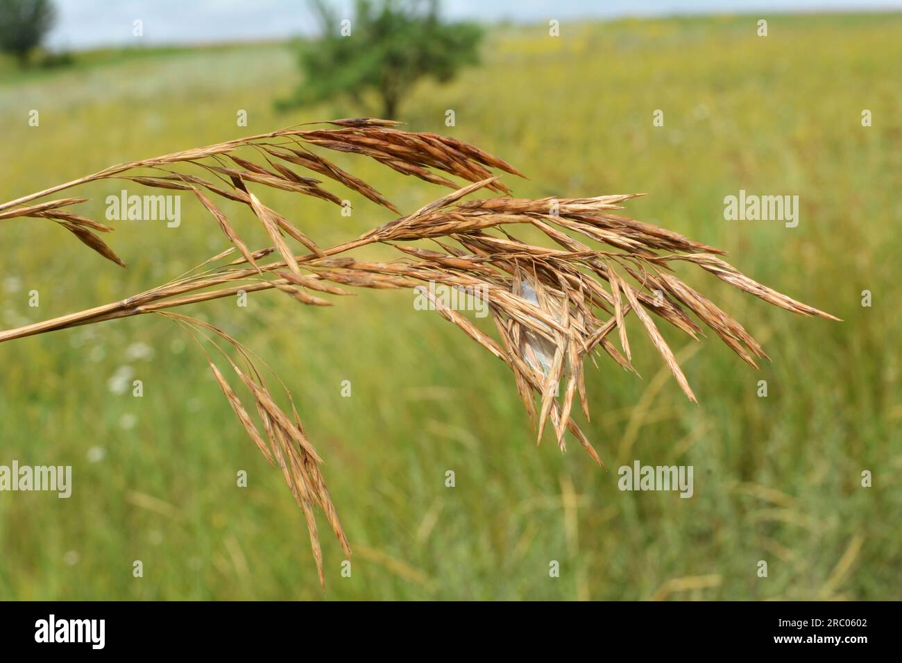 In the wild grows cereal forage grass for animals - bromus inermis Stock Photo
