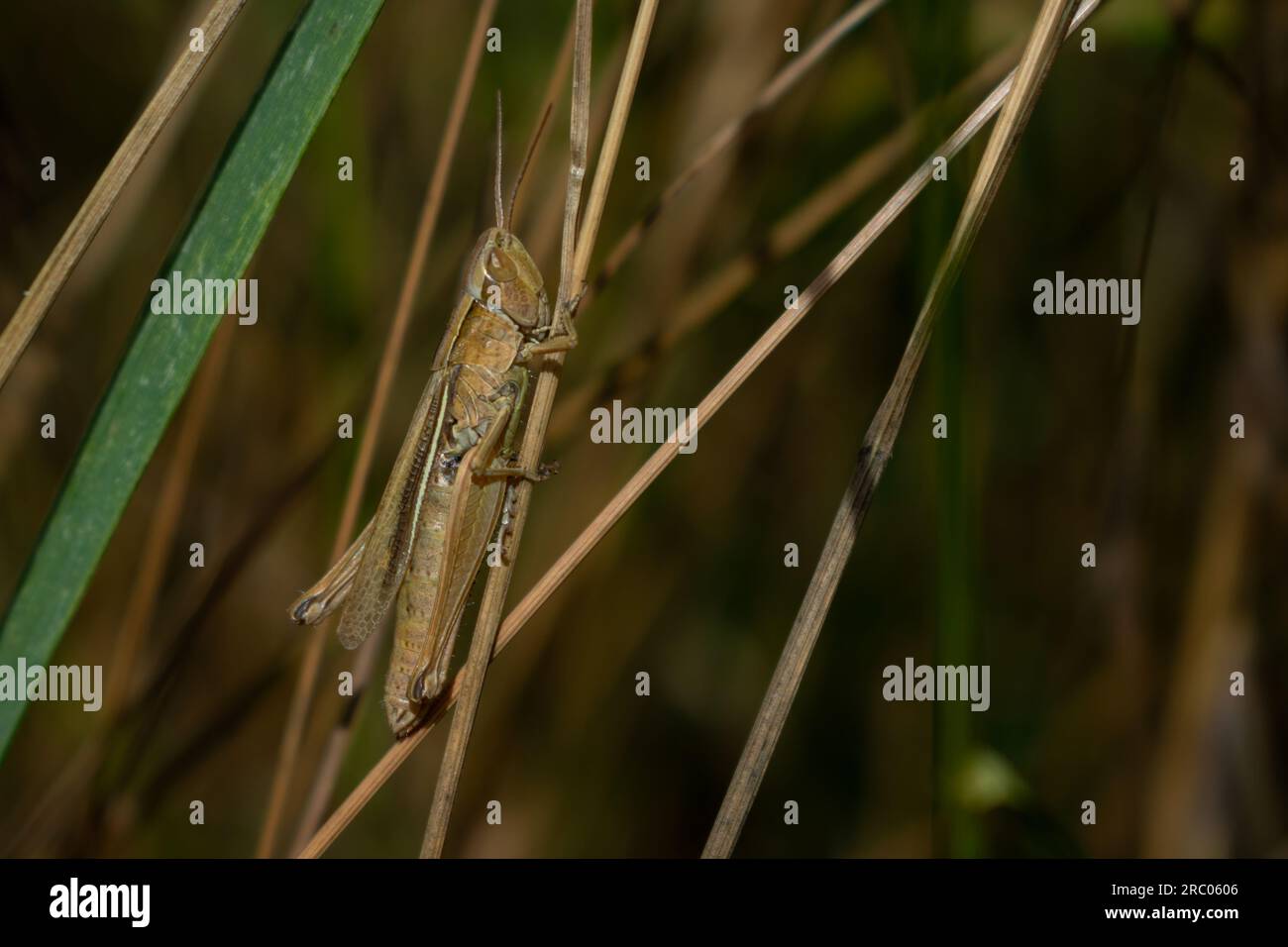 Common field grasshopper (Chorthippus brunneus) at Gibraltar Point, Lincolnshire, UK. Stock Photo