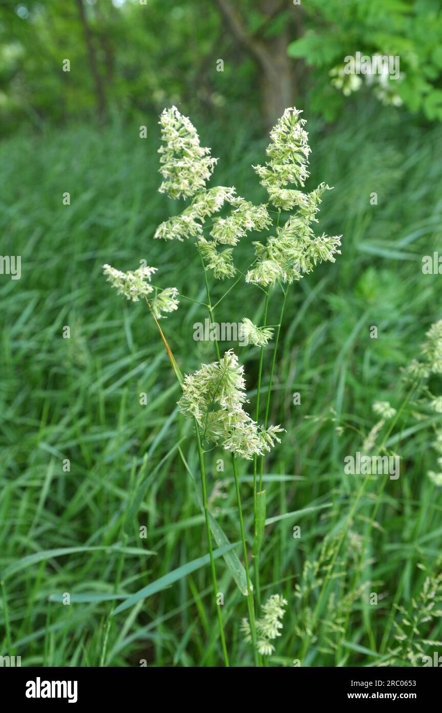In the meadow blooms valuable fodder grass Dactylis glomerata Stock Photo