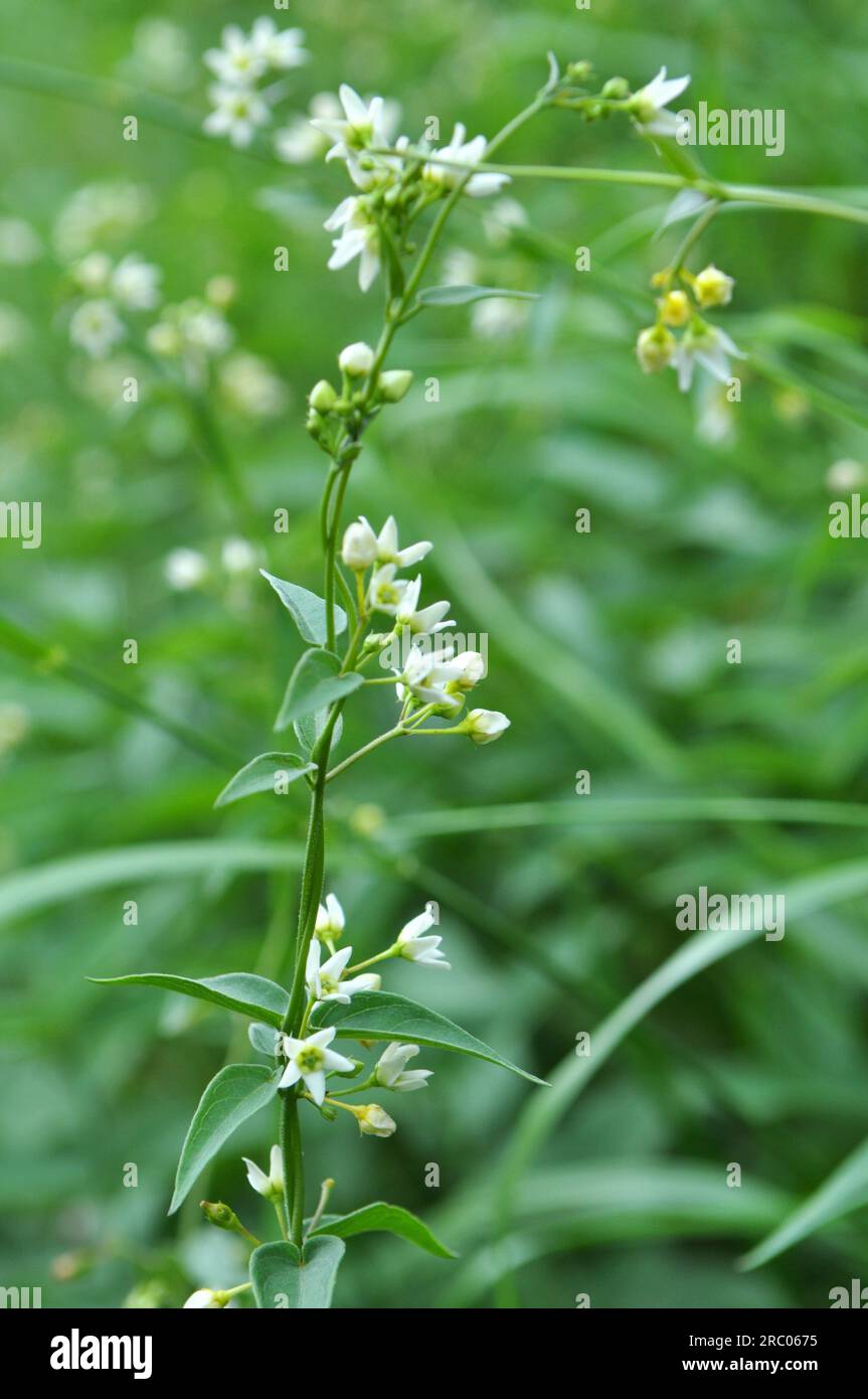 In spring, Vincetoxicum hirundinaria blooms in the wild in the forest Stock Photo