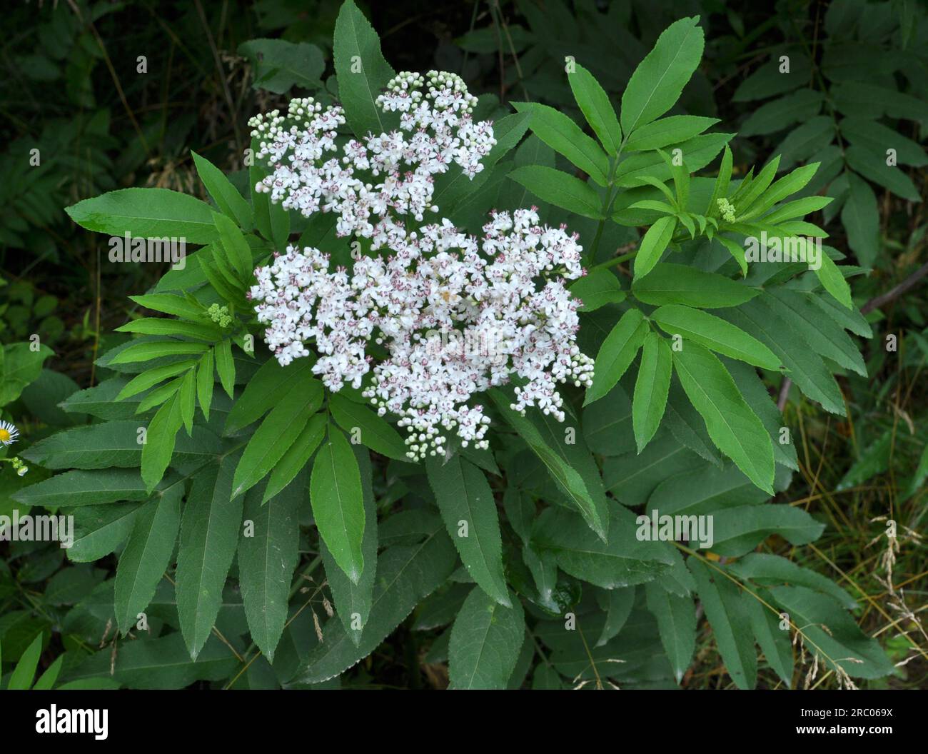 In the wild, elderberry herbaceous (Sambucus ebulus) blooms in summer Stock Photo