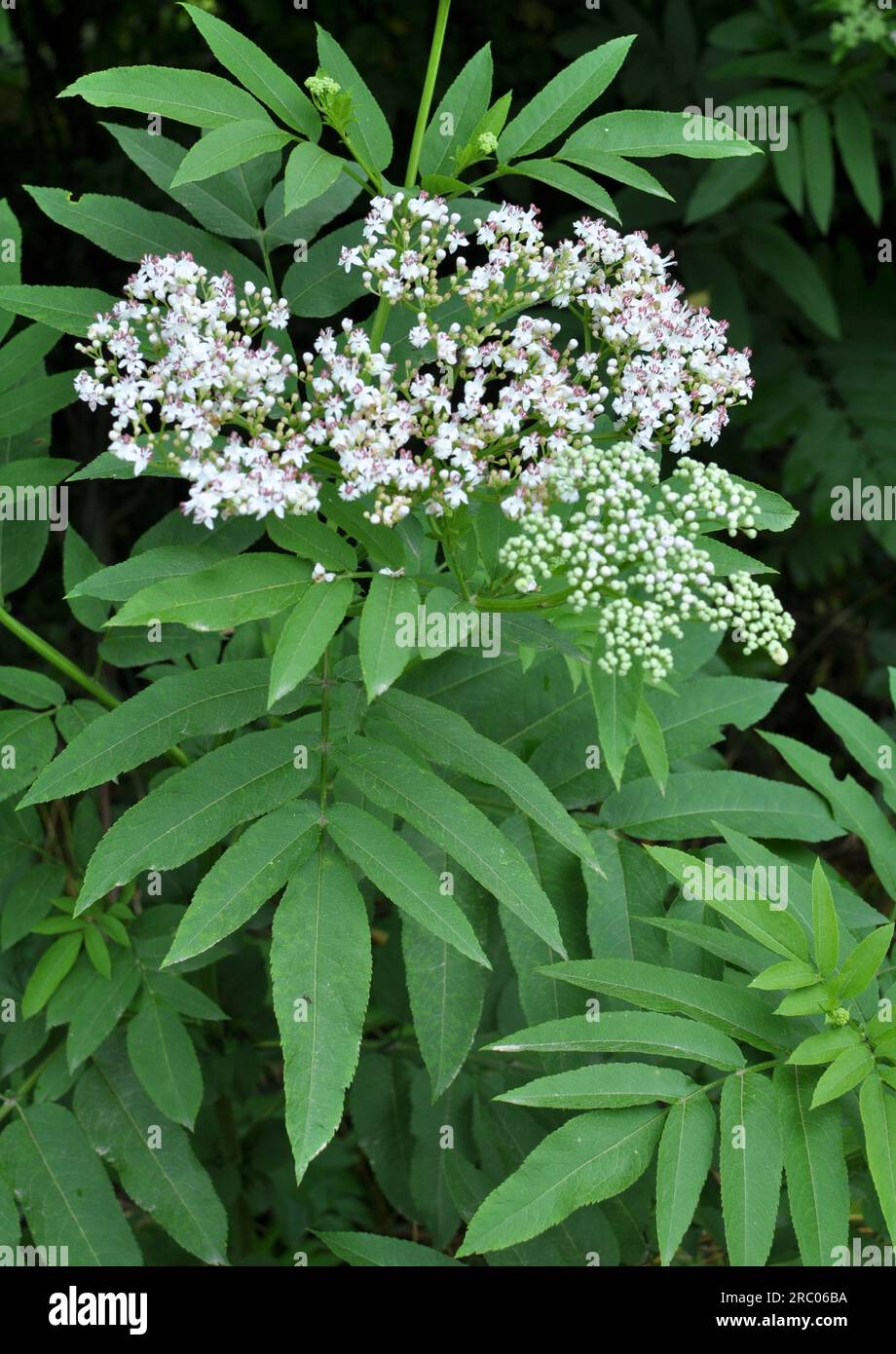 In the wild, elderberry herbaceous (Sambucus ebulus) blooms in summer Stock Photo