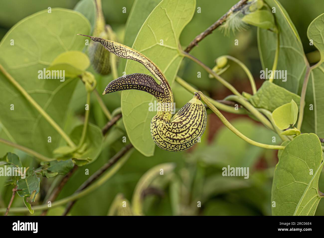 Birthwort Plant Flower of the Genus Aristolochia with selective focus ...