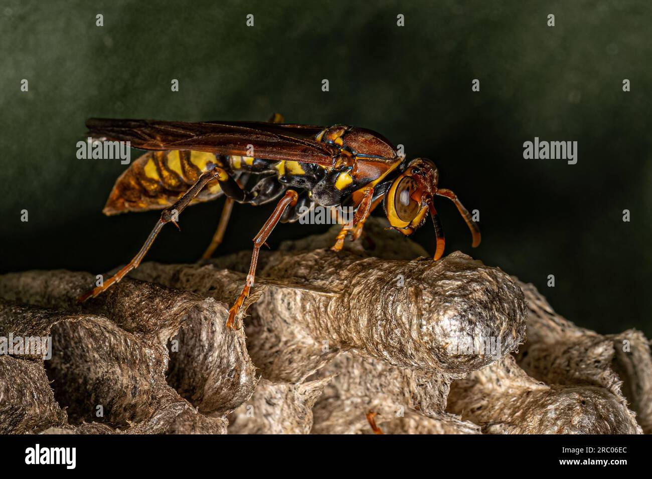 Variegated Paper Wasp of the species Polistes versicolor Stock Photo