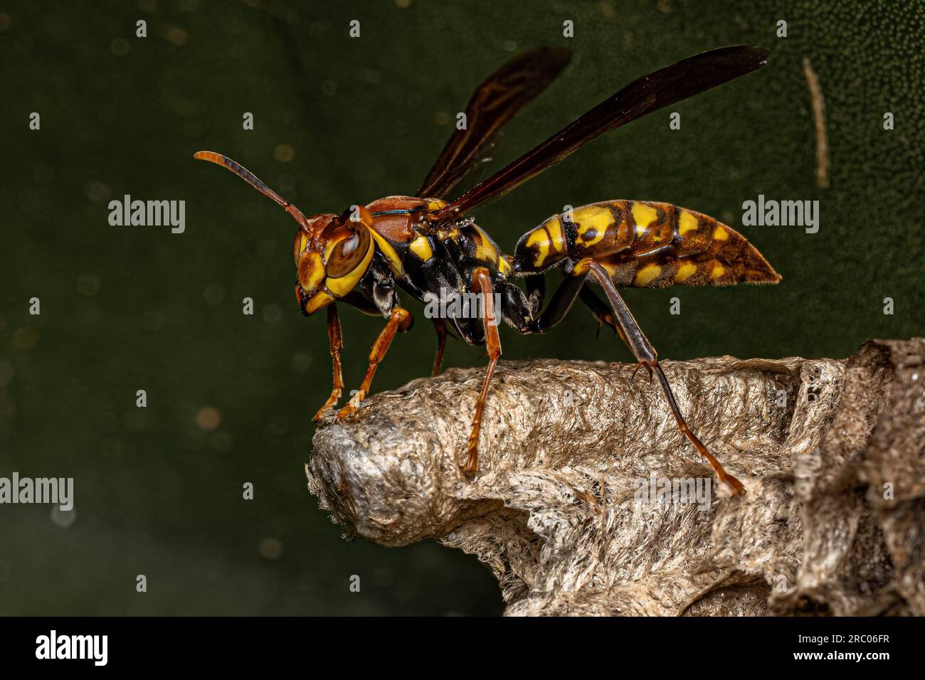 Variegated Paper Wasp of the species Polistes versicolor Stock Photo