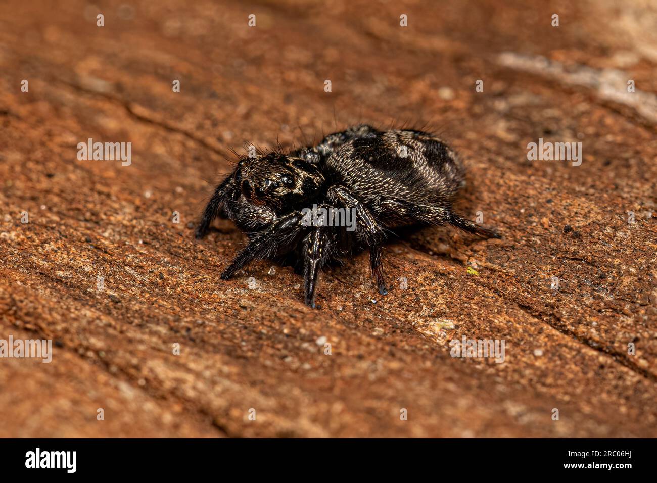 Adult Female jumping spider of the species Corythalia conferta Stock Photo