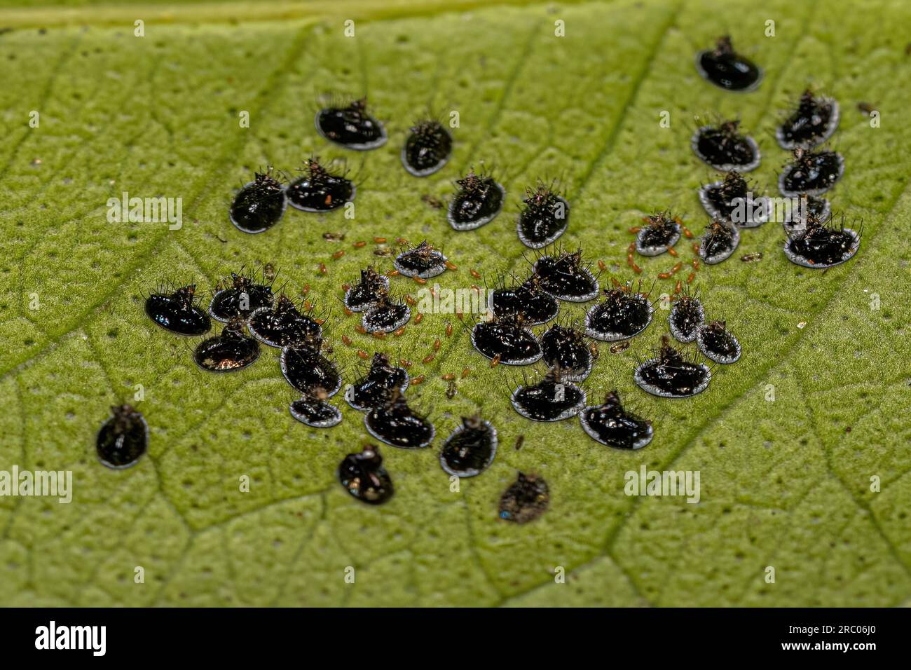 Citrus Black Fly Insect of the species Aleurocanthus woglumi Stock Photo