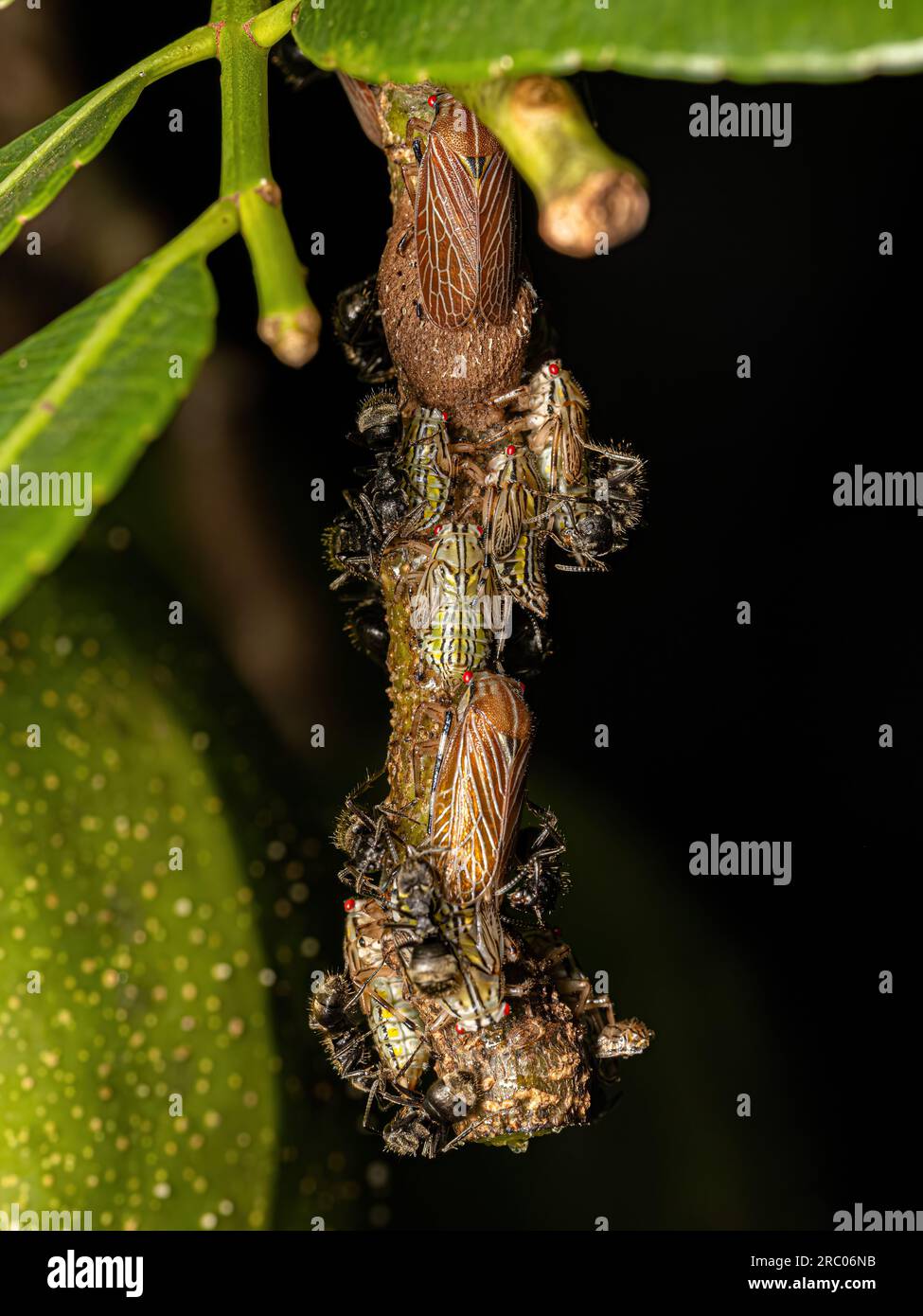 Aetalionid Treehopper Nymphs and Adults of the species Aetalion reticulatum and Adult Odorous Ants of the species Dolichoderus bispinosus Stock Photo