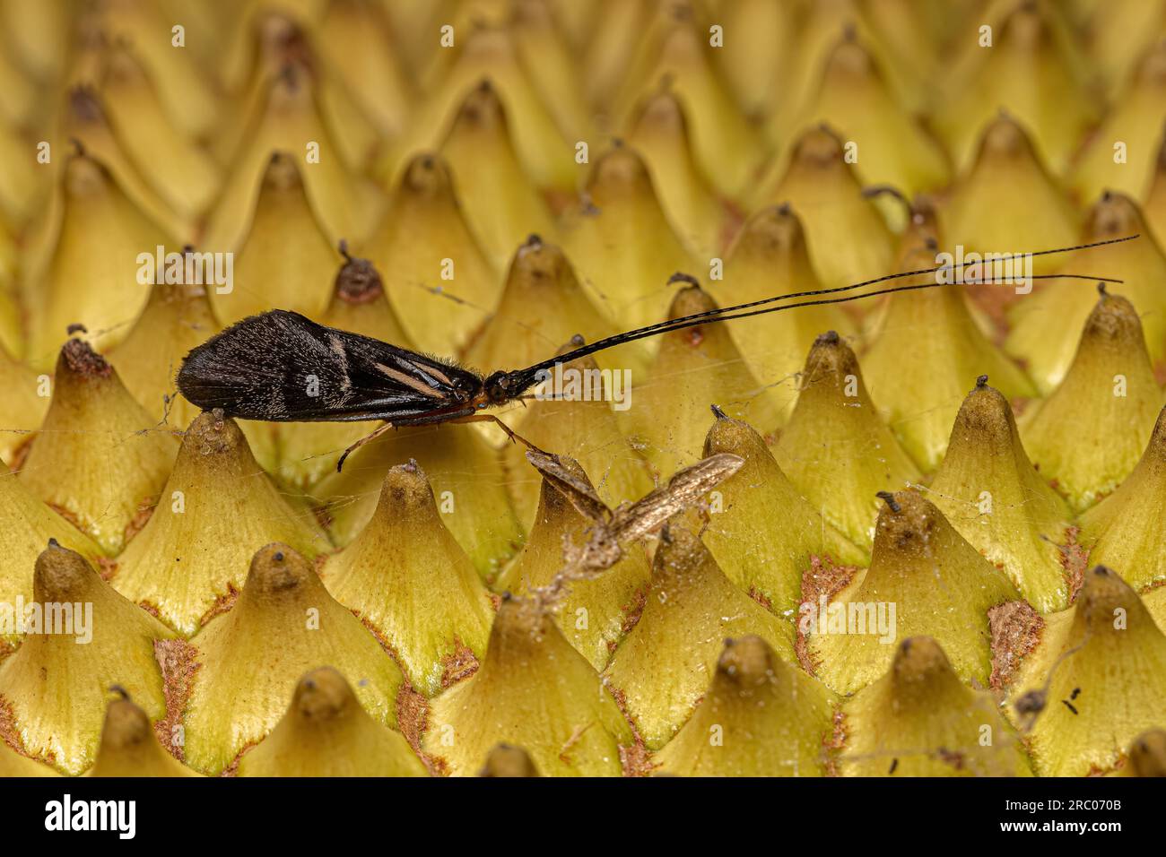 Adult Caddisfly Insect of the Genus Phylloicus Stock Photo Alamy