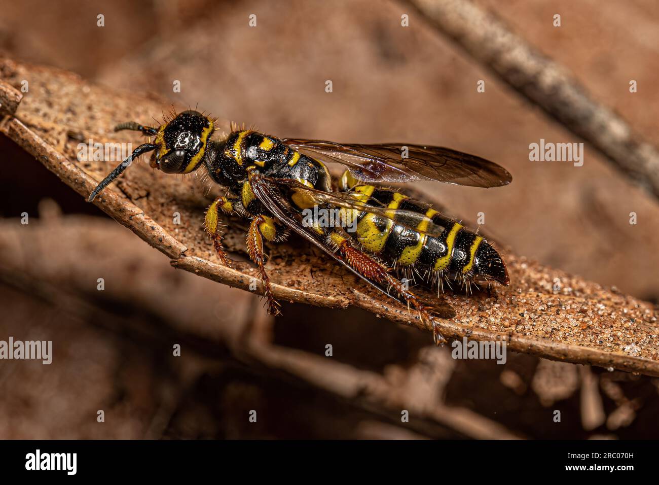 Adult New World Banded Thynnid Wasp of the Genus Myzinum Stock Photo