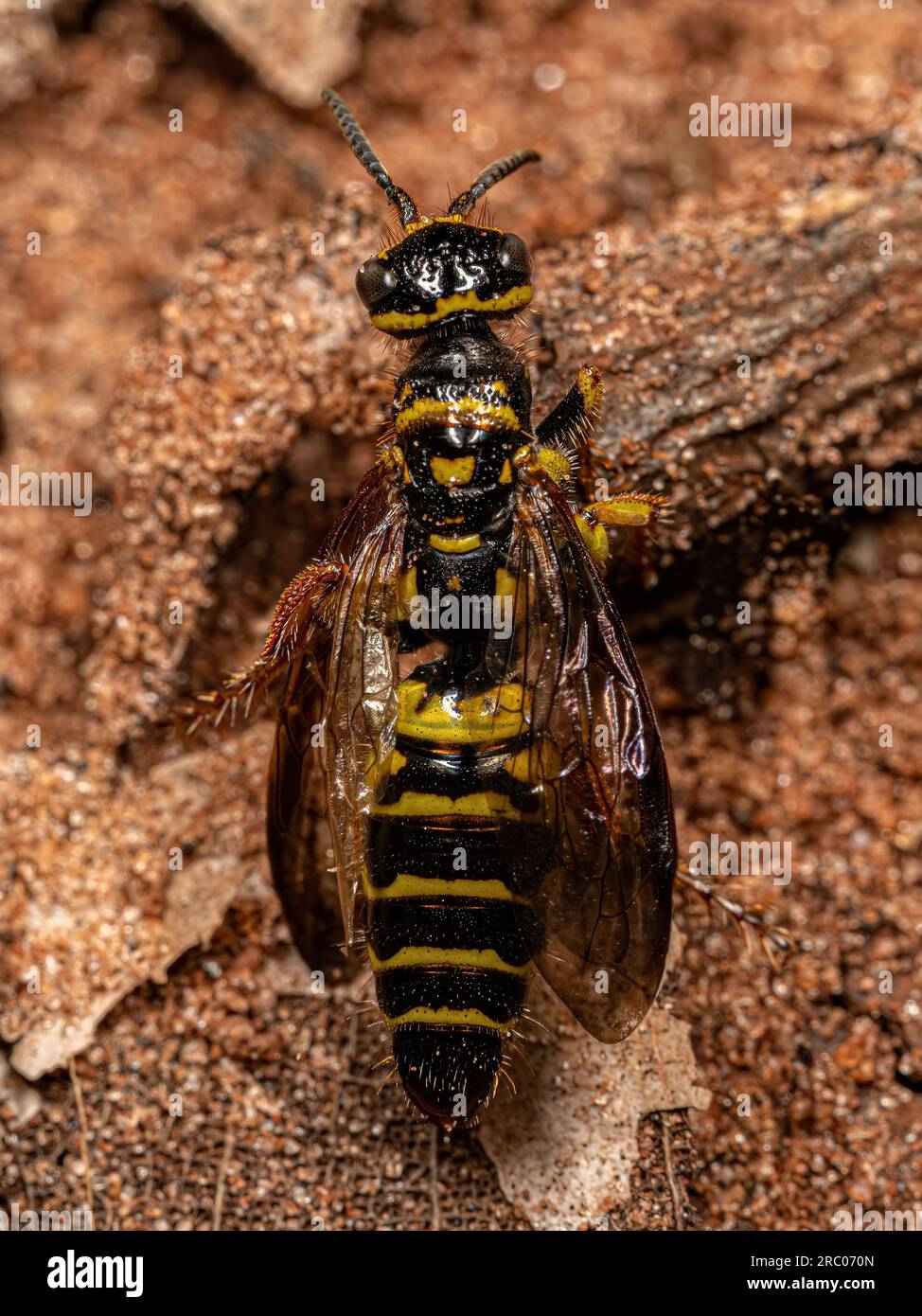 Adult New World Banded Thynnid Wasp of the Genus Myzinum Stock Photo
