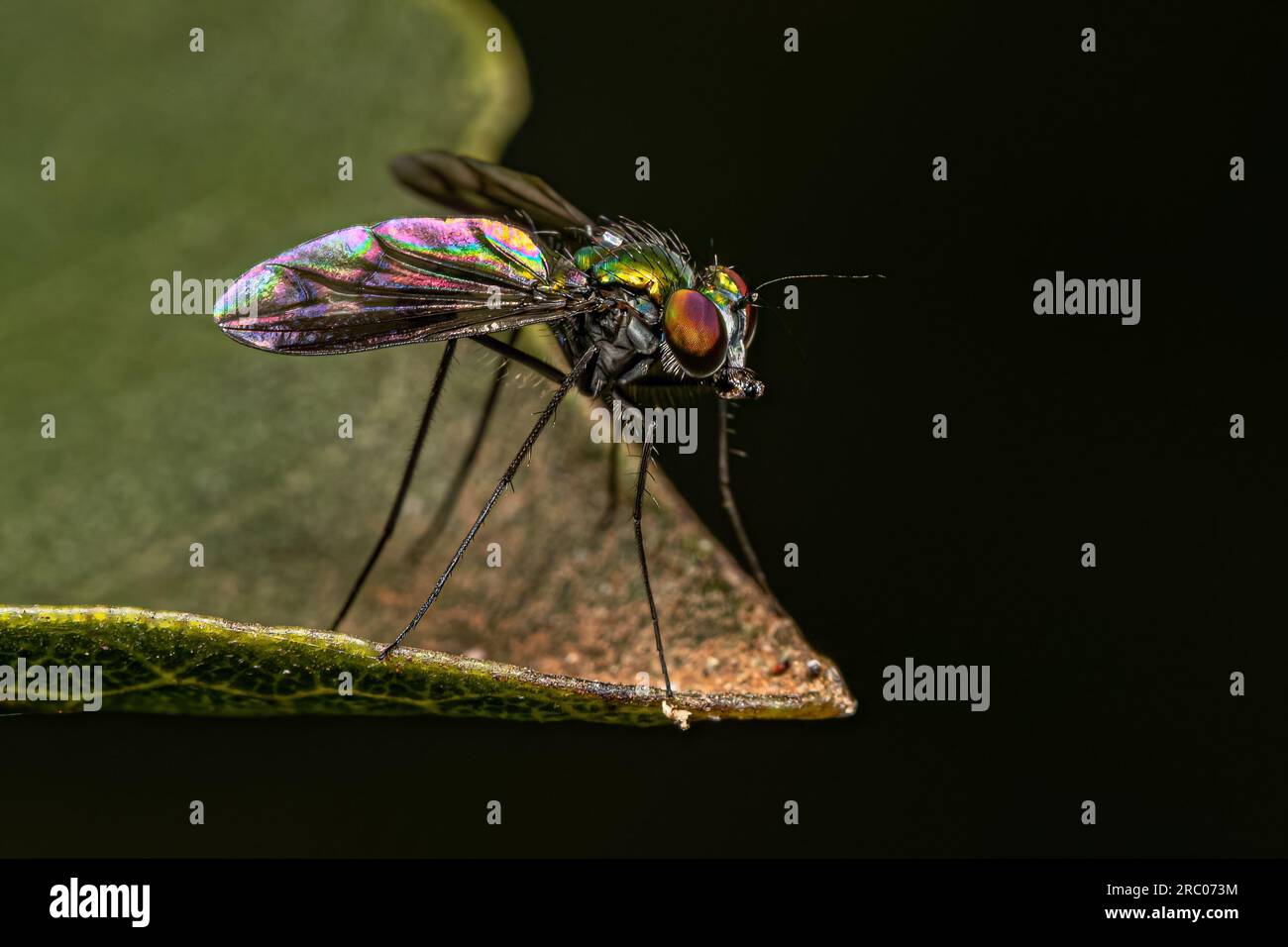 Fly Genus Adult Long-legged Fly of the genus Condylostylus Stock Photo - Alamy