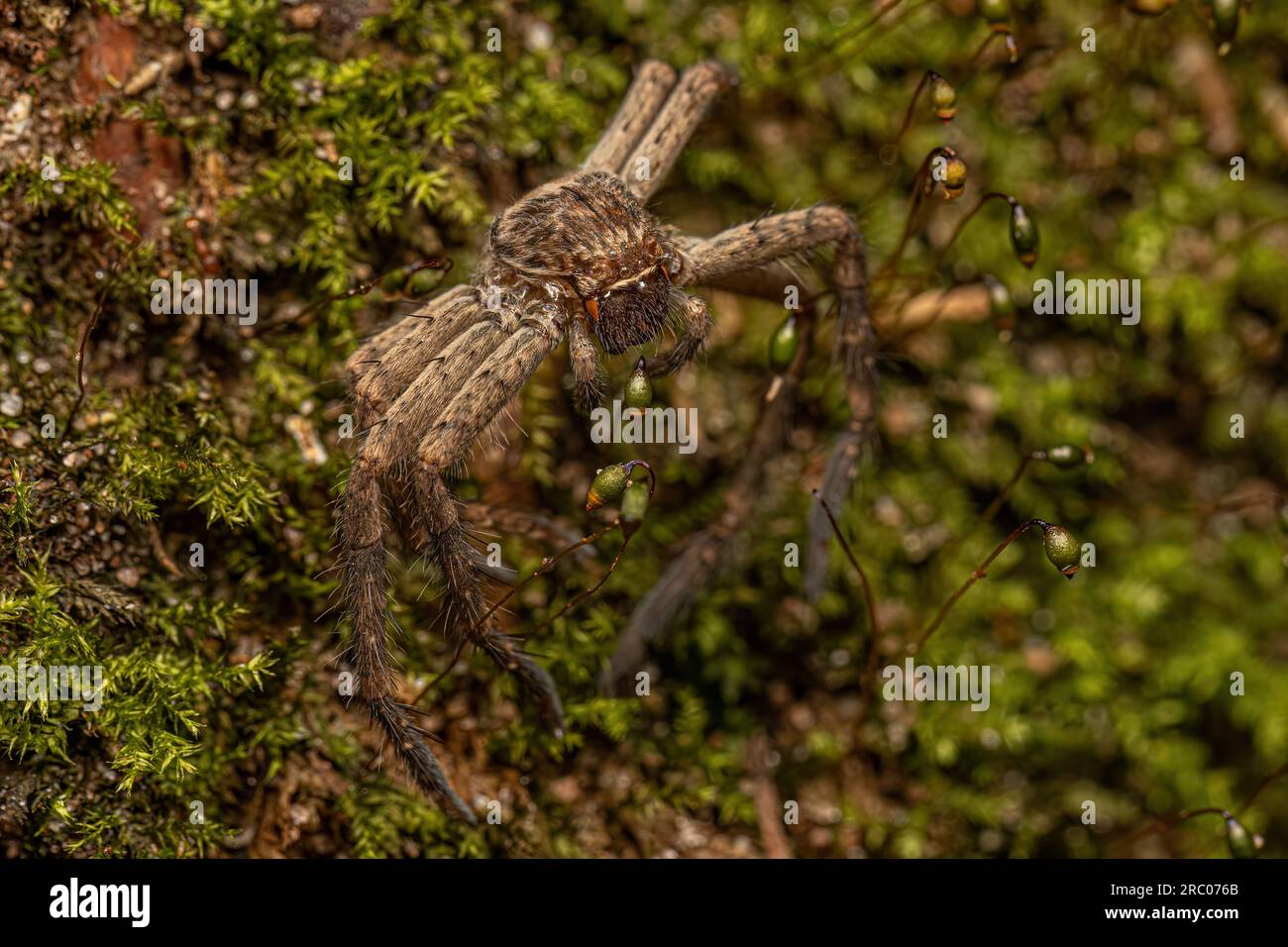 Pantropical Huntsman Spider Molt of the species Heteropoda venatoria Stock Photo