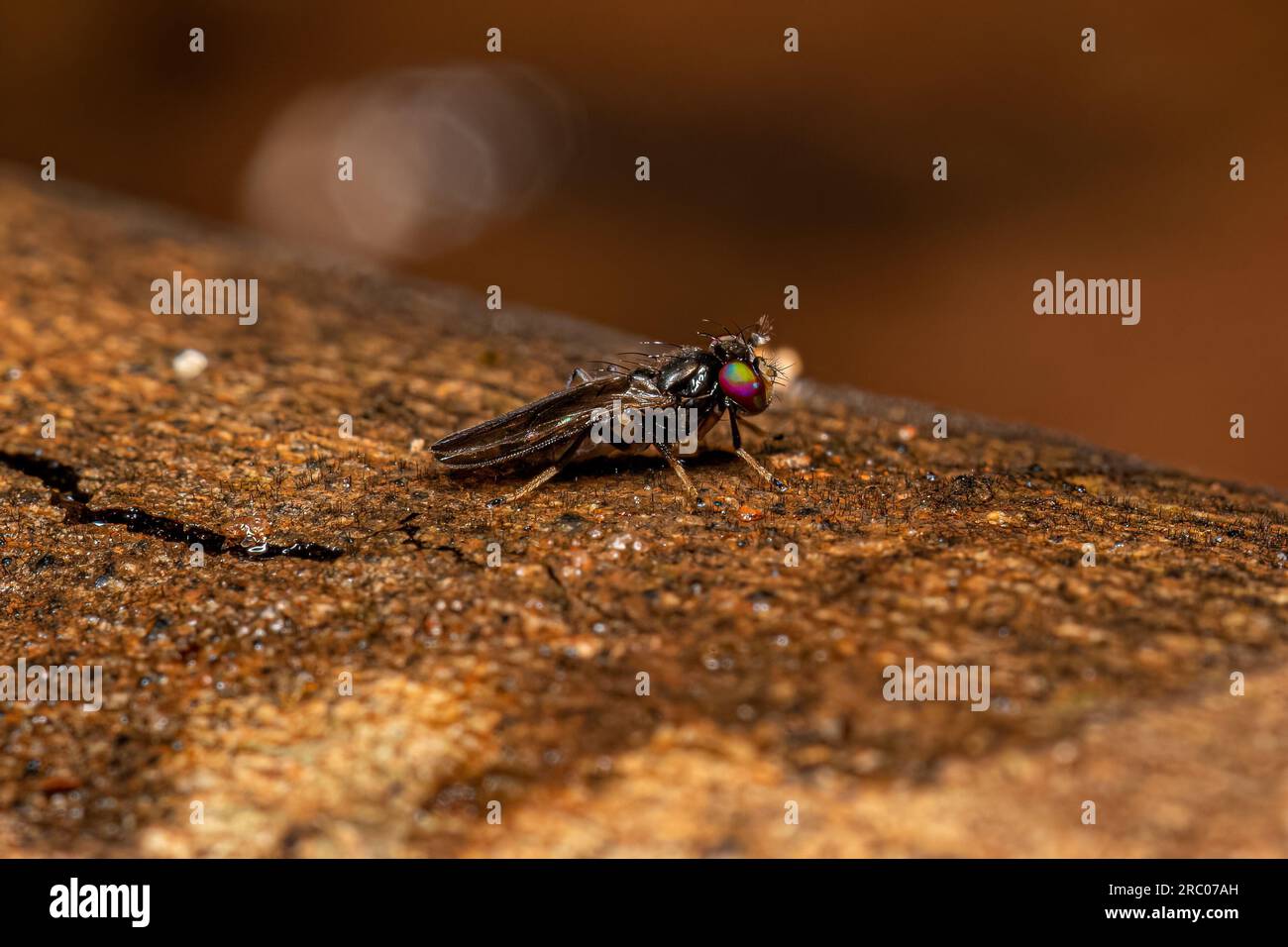 Adult Acalyptrate Fly of the genus Planinasus Stock Photo