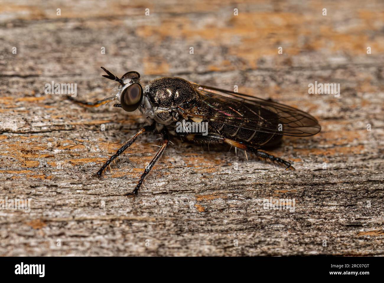 Robber tribe hi-res stock photography and images - Alamy