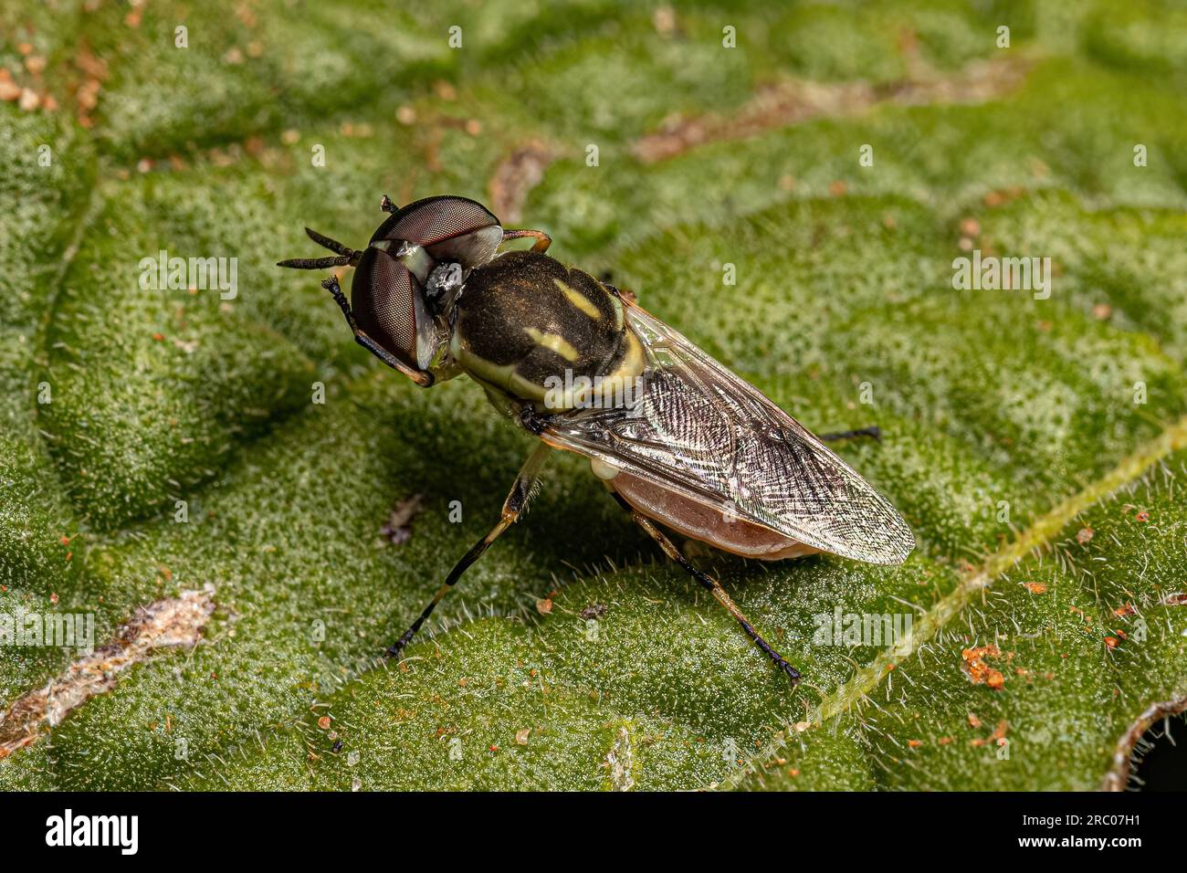 Small Adult Soldier Fly of the Tribe Stratiomyini Stock Photo