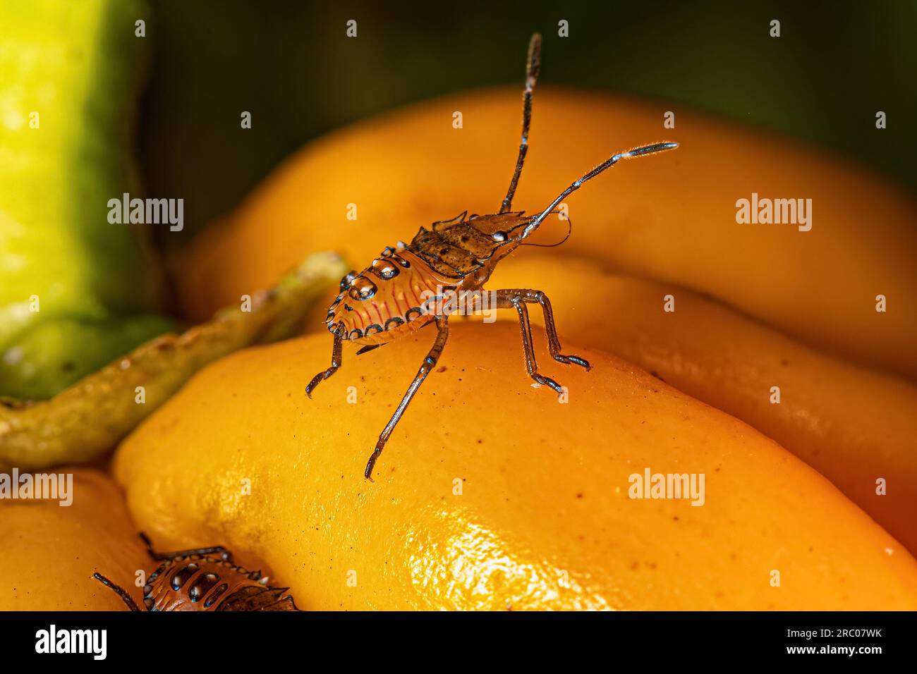 Stink bug nymph of the family pentatomidae Stock Photo Alamy