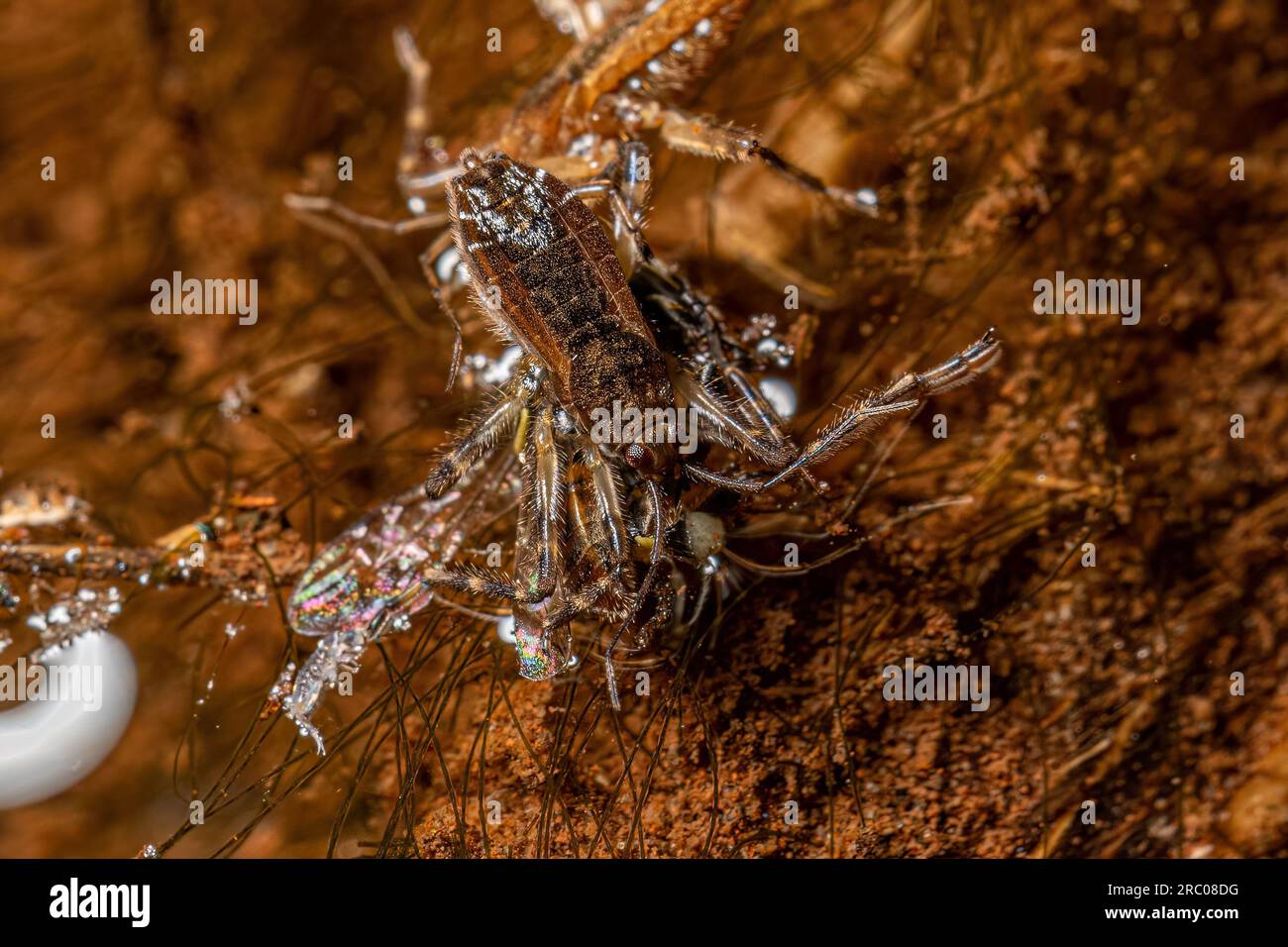 Britle Insect Small Ripple Bug of the Species Platyvelia brachialis Stock Photo - Alamy