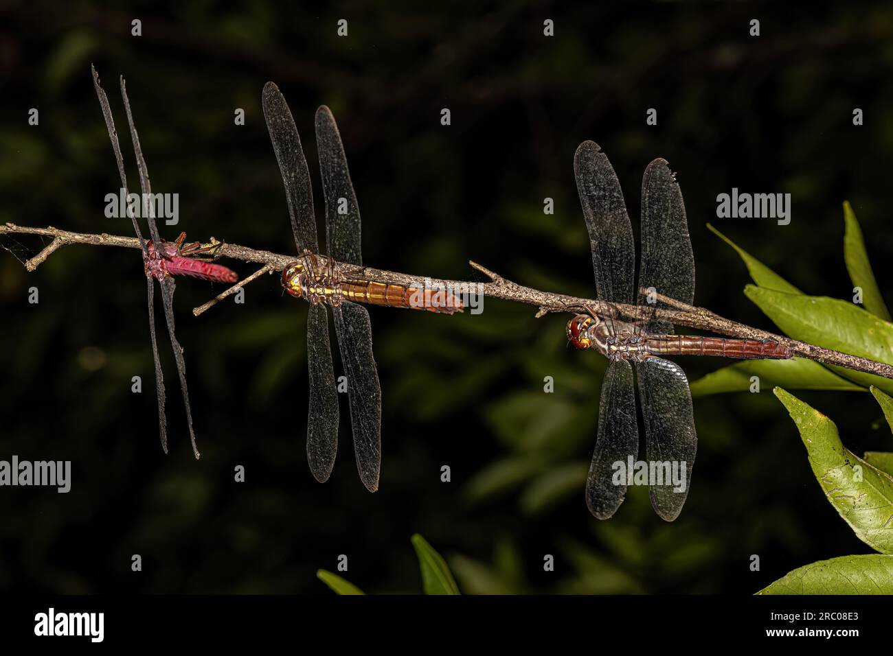Tropical King Skimmers Dragonflies of the Genus Orthemis Stock Photo
