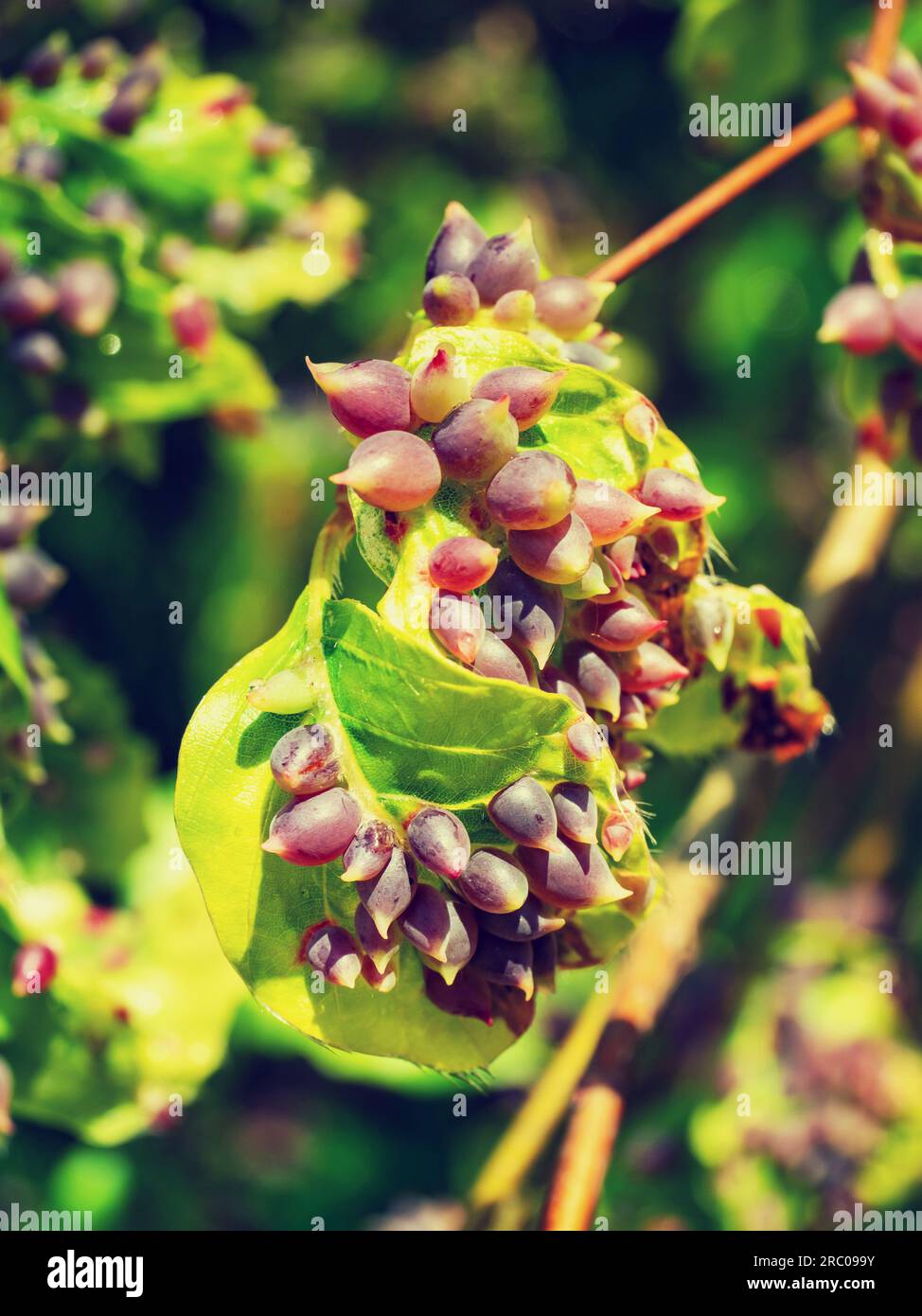 Heavy invasion of Mikiola fagi midge galls on beech leaves.  Fagus sylvatica leaves in wilde foreest Stock Photo