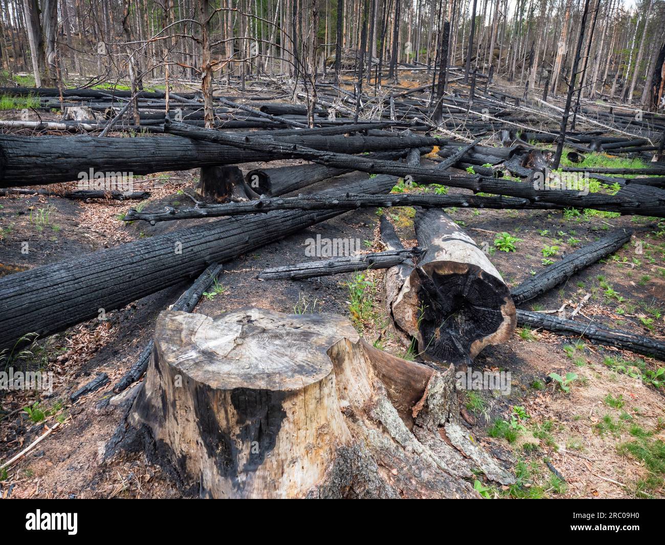 Firefighters cut down trees to fight the fire more effectively. Big tragedy in natural park Stock Photo