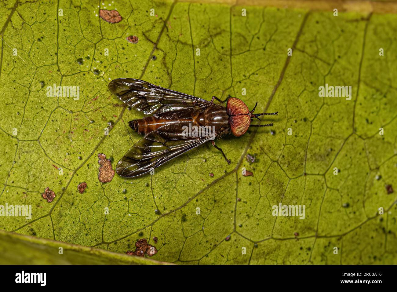 Adult Horse Fly Insect of the Subfamily Tabaninae Stock Photo