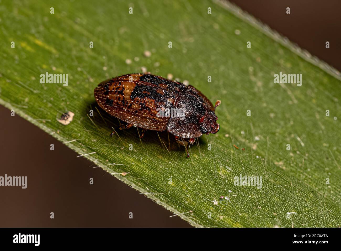 Adult Sap-feeding Beetle of the Family Nitidulidae Stock Photo