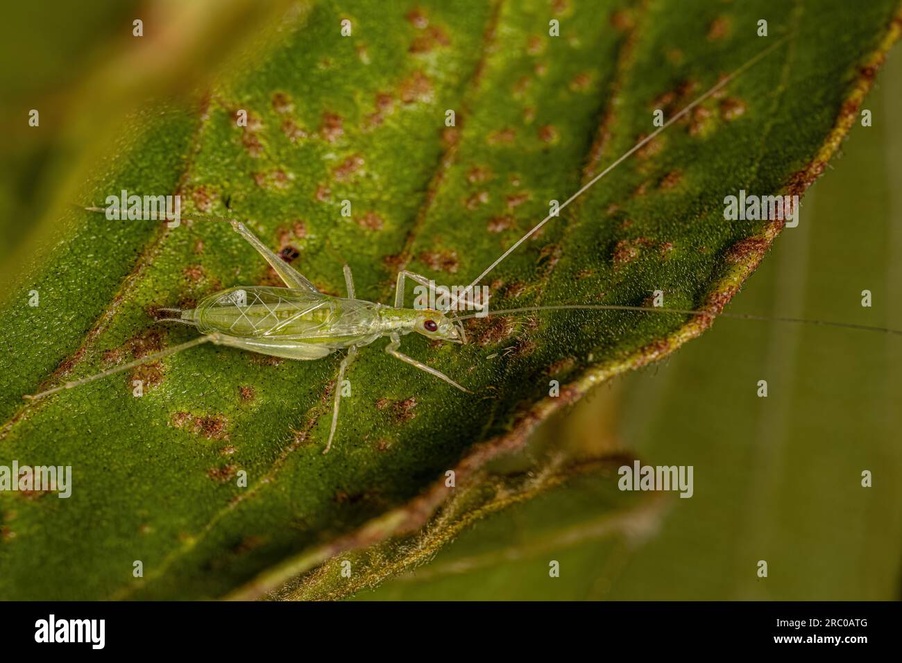 Common Tree Cricket Insect of the Genus Oecanthus Stock Photo