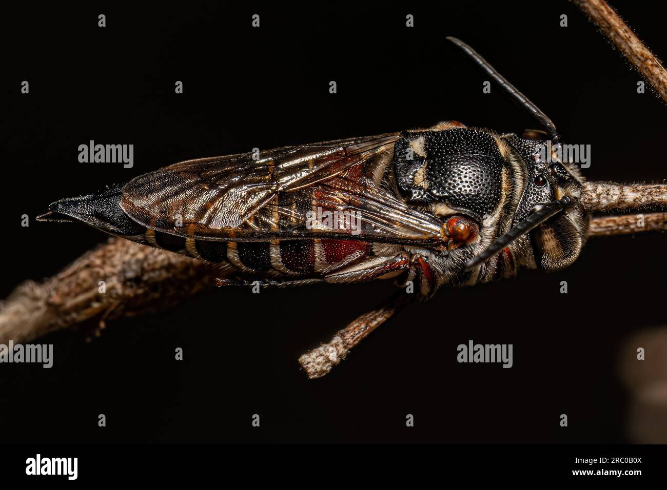 Adult Sharptail Bee of the Genus Coelioxys Stock Photo