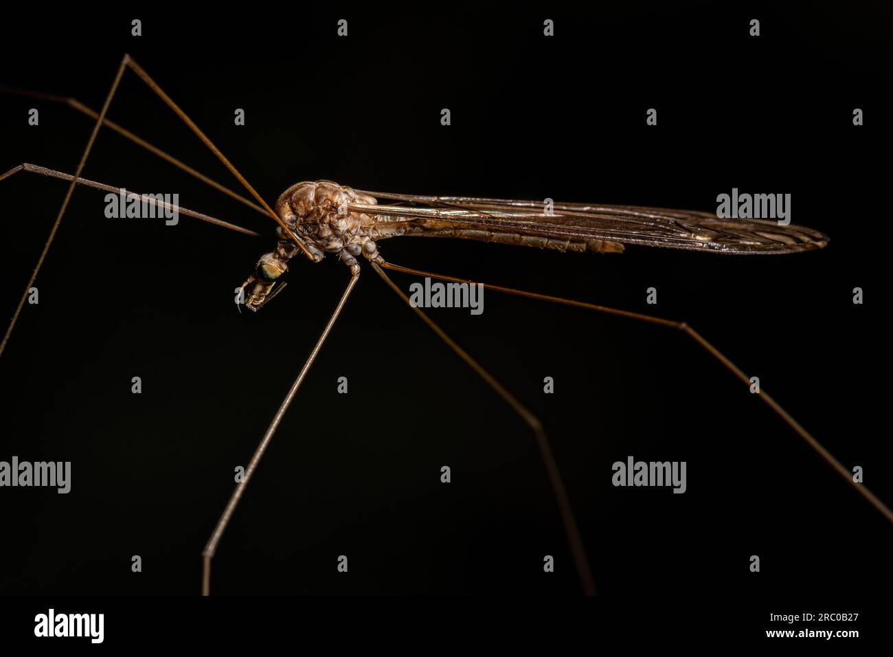 Adult Limoniid Crane Fly of the Family Tipulidae Stock Photo