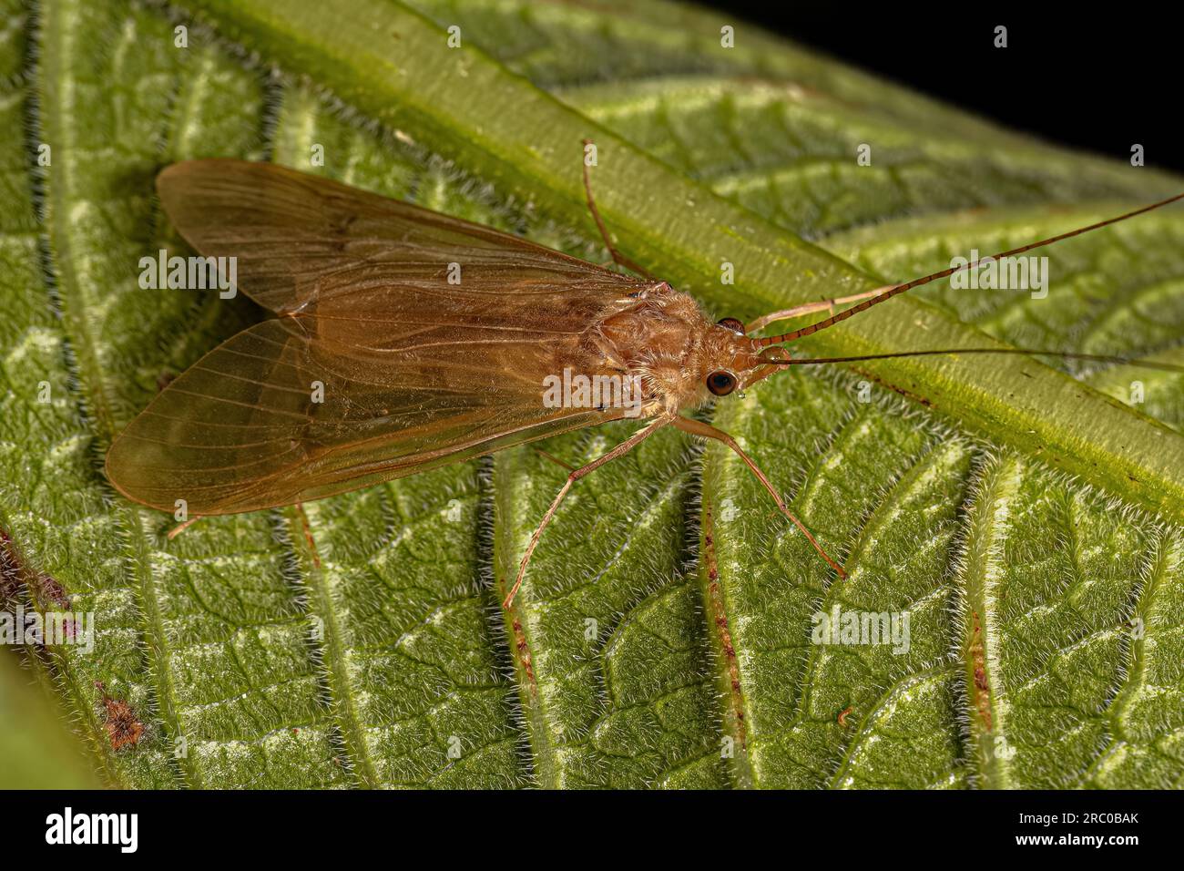 Adult Caddisfly Insect of the Genus Leptonema Stock Photo Alamy