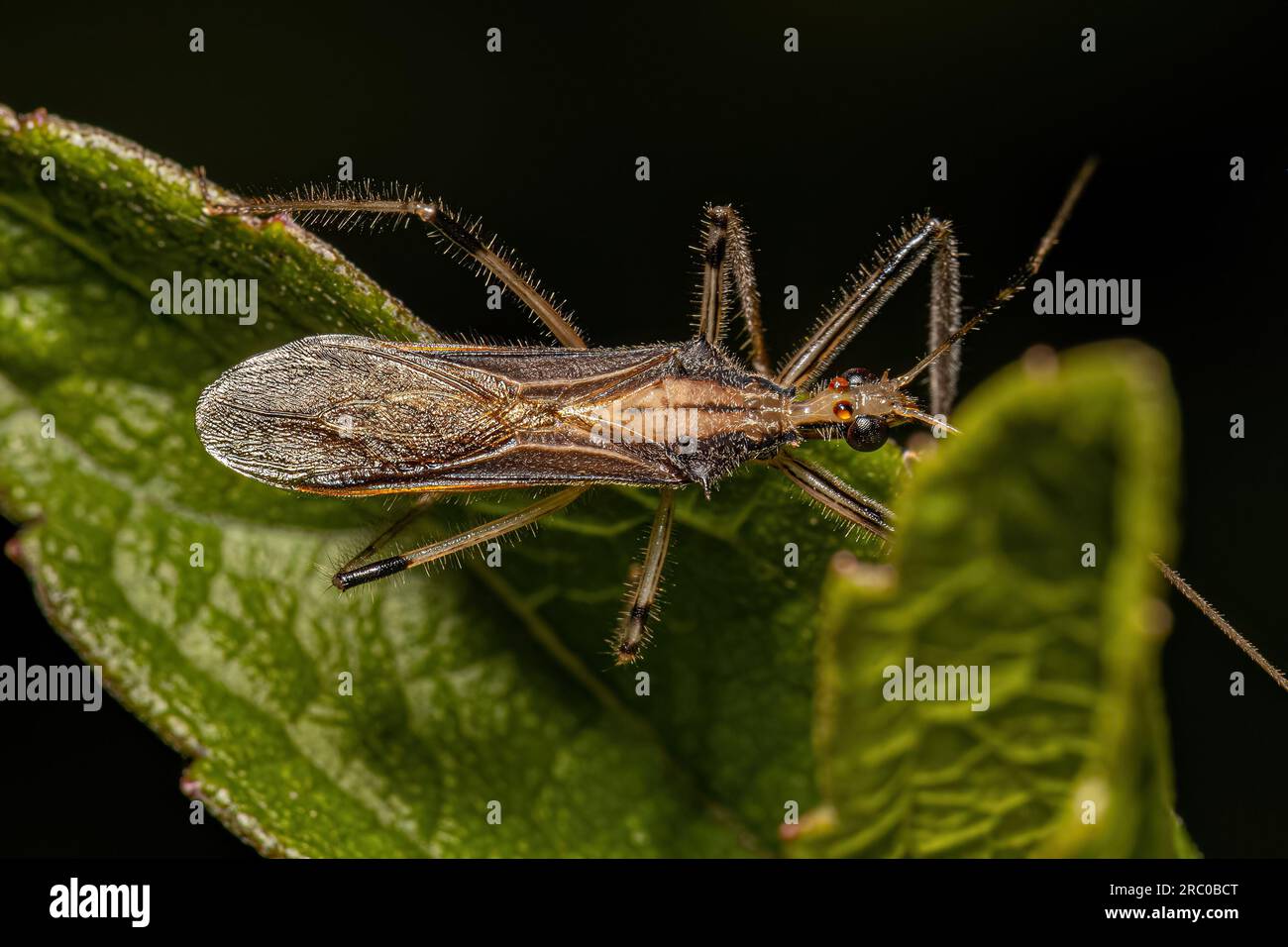 Adult Assassin Bug of the Genus Repipta Stock Photo